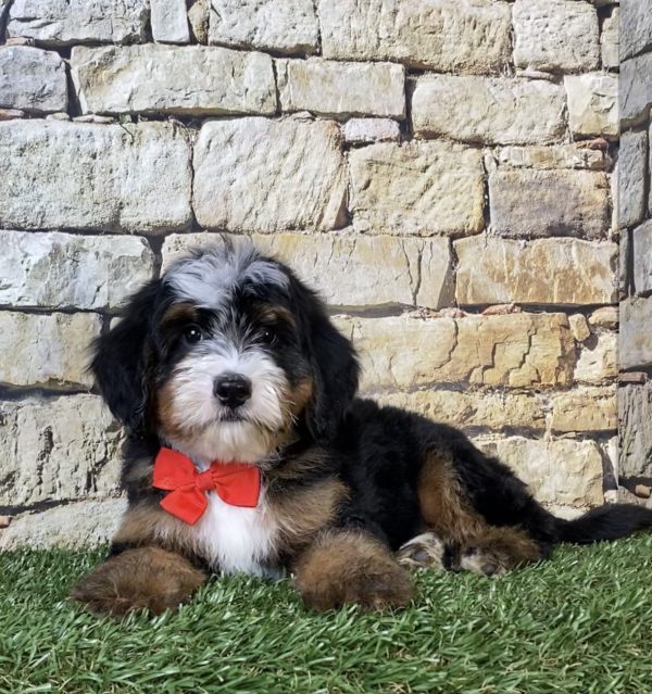 Photo of Mr. Ringo the F2 Mini-Bernedoodle puppy