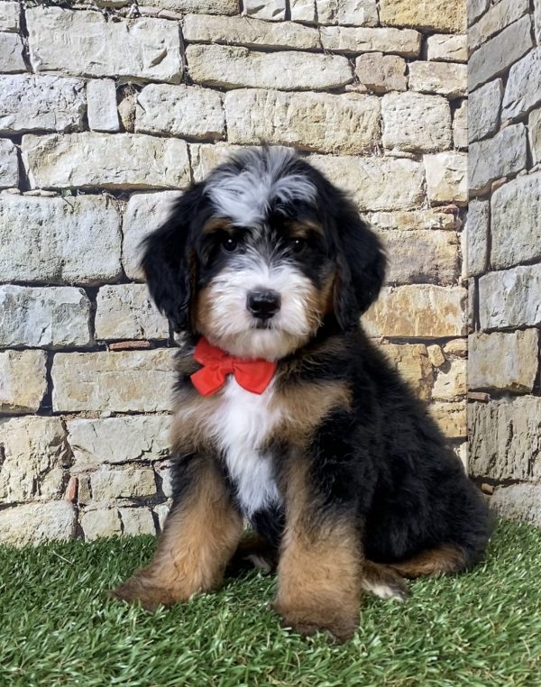 Photo of Mr. Ringo the F2 Mini-Bernedoodle puppy