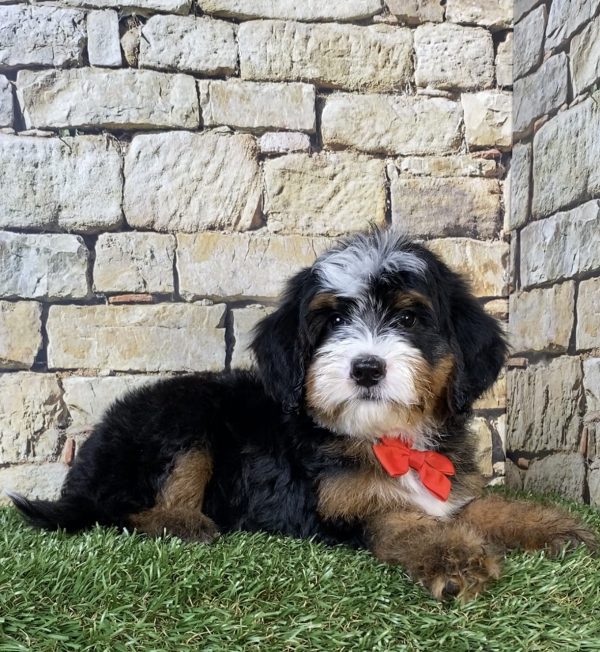 Photo of Mr. Ringo the F2 Mini-Bernedoodle puppy
