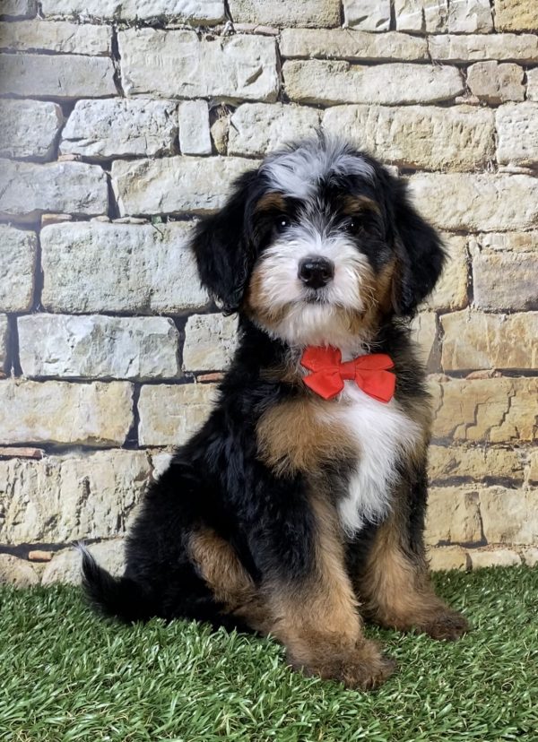 Photo of Mr. Ringo the F2 Mini-Bernedoodle puppy