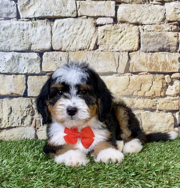Photo of Mr. Royal the F2 Mini-Bernedoodle puppy