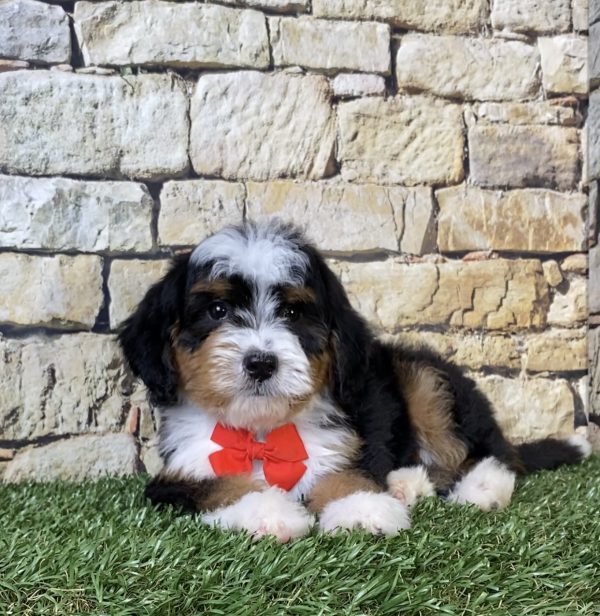 Photo of Mr. Royal the F2 Mini-Bernedoodle puppy