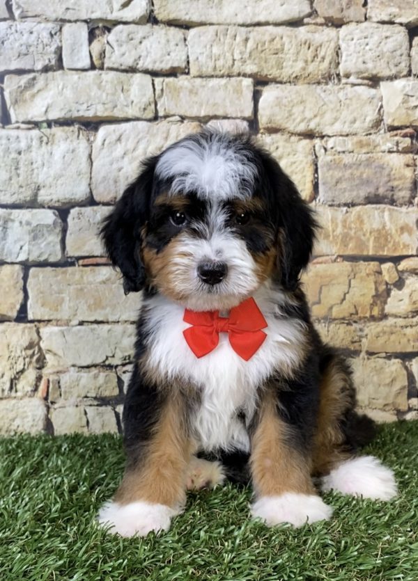 Mr. Royal the F2 Mini-Bernedoodle puppy