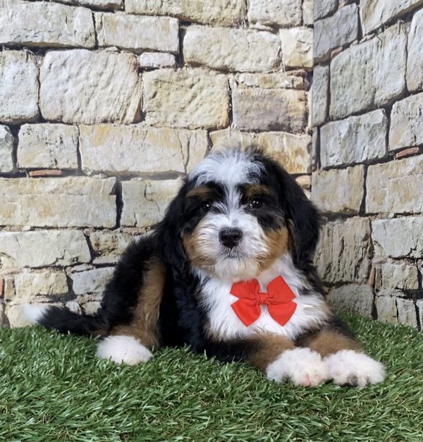 Photo of Mr. Royal the F2 Mini-Bernedoodle puppy