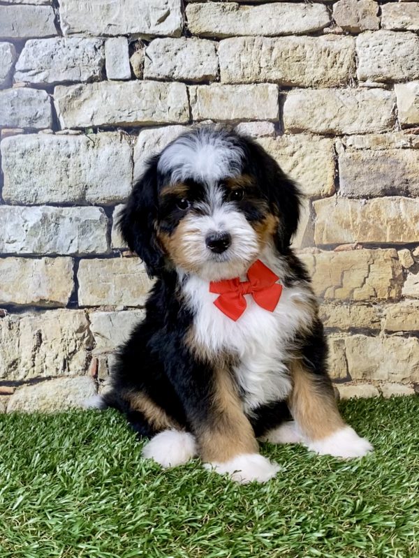 Photo of Mr. Royal the F2 Mini-Bernedoodle puppy