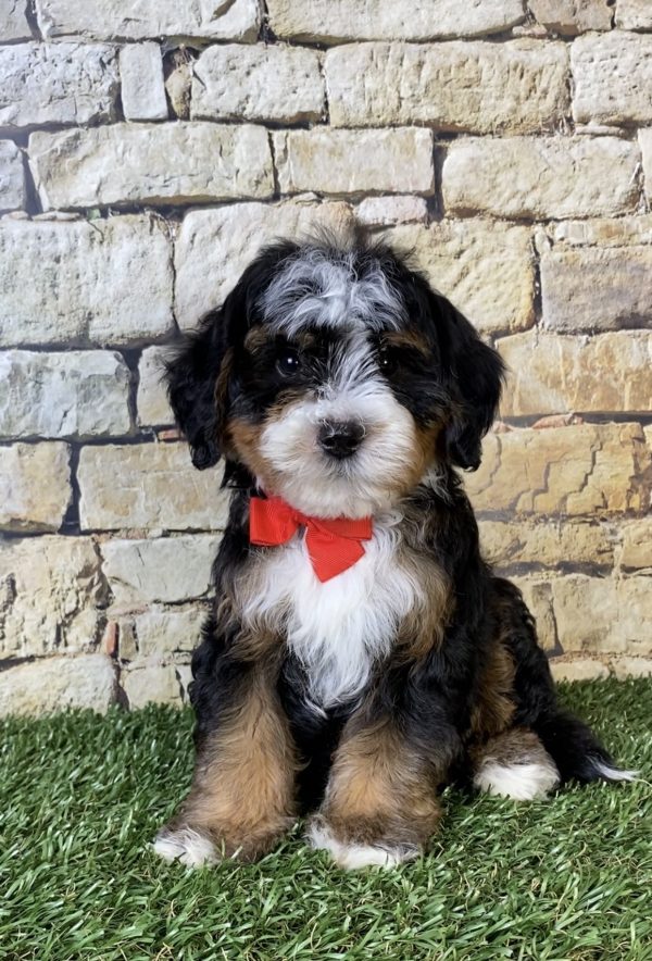 Mr. Russel the F2 Mini-Bernedoodle puppy