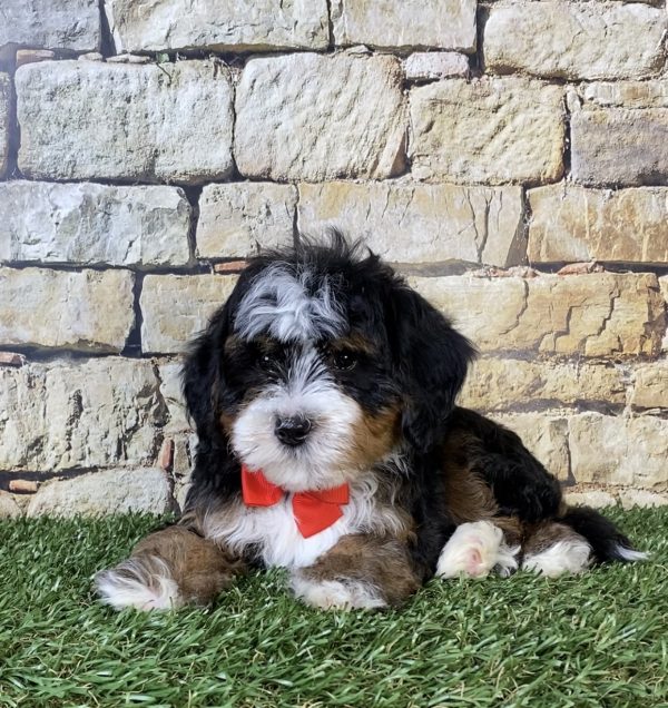 Photo of Mr. Russel the F2 Mini-Bernedoodle puppy