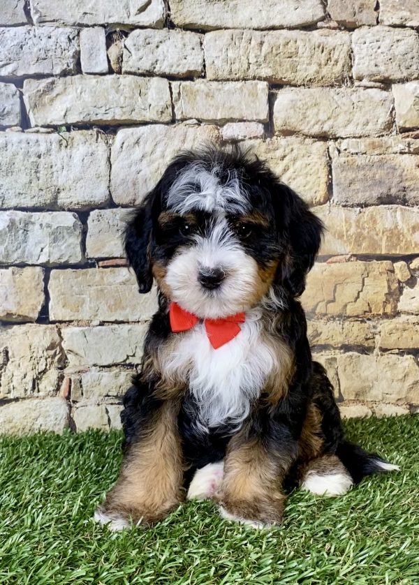 Photo of Mr. Russel the F2 Mini-Bernedoodle puppy