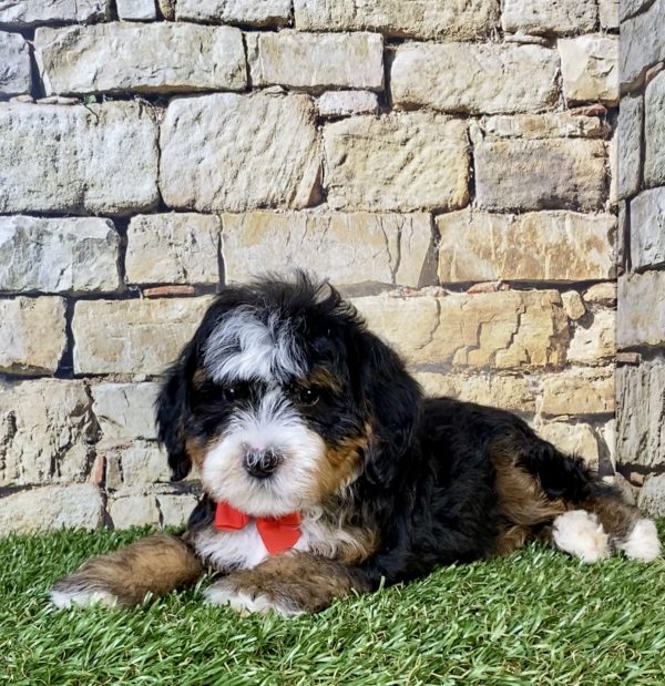 Photo of Mr. Russel the F2 Mini-Bernedoodle puppy