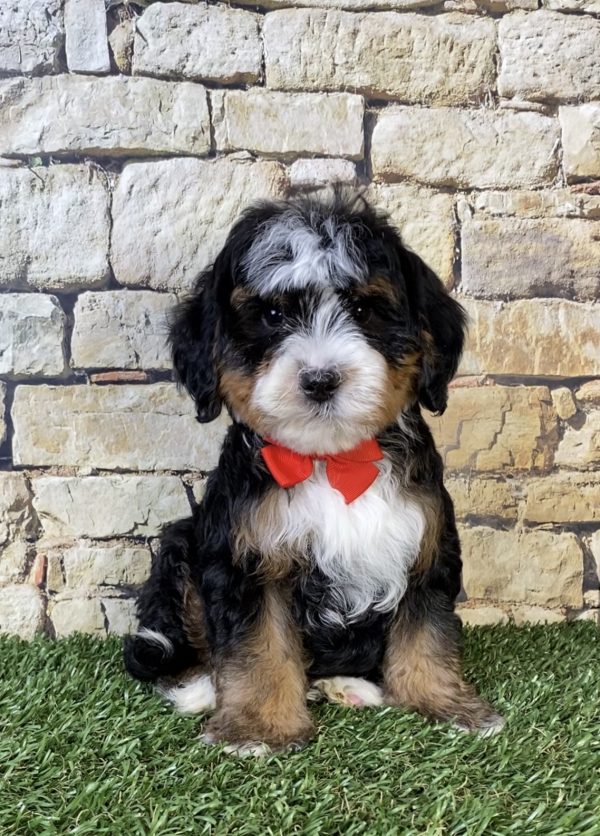 Photo of Mr. Russel the F2 Mini-Bernedoodle puppy
