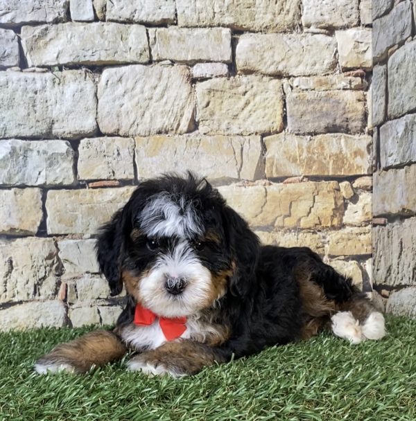 Photo of Mr. Russel the F2 Mini-Bernedoodle puppy