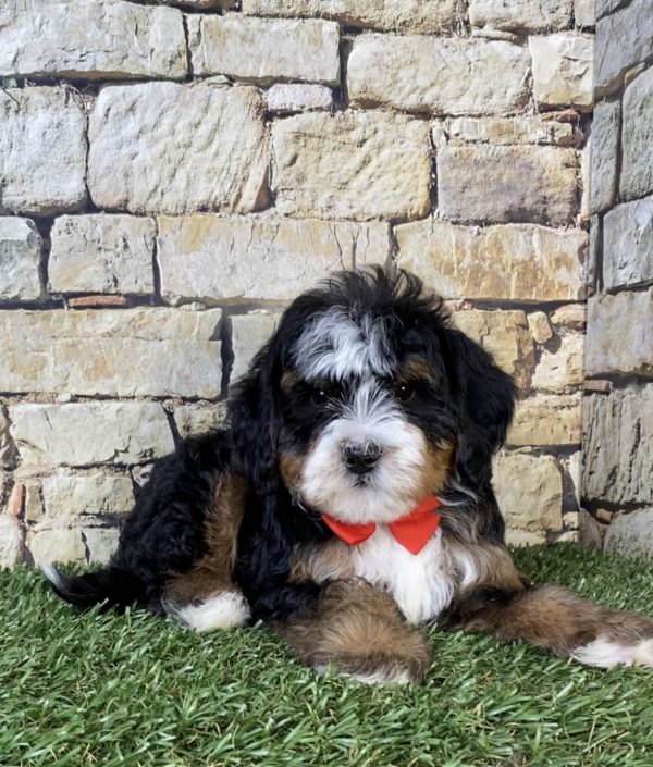 Photo of Mr. Russel the F2 Mini-Bernedoodle puppy