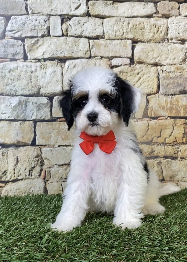 Photo of Mr. Sarge the F1B Micro Mini-Bernedoodle puppy