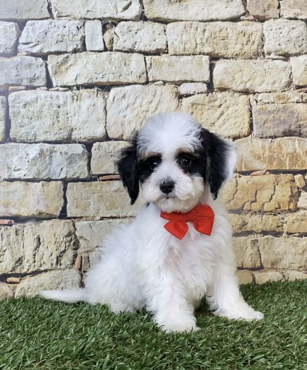 Mr. Sarge the F1B Micro Mini-Bernedoodle puppy