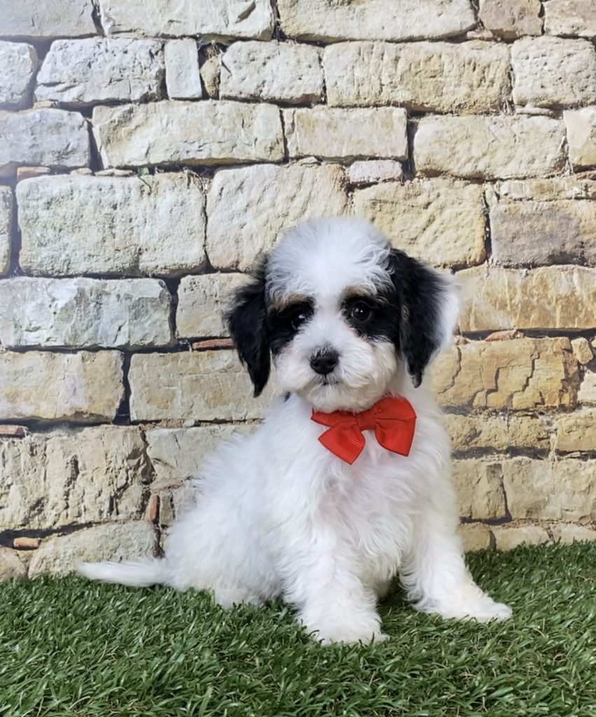 Photo of Mr. Sarge the F1B Micro Mini-Bernedoodle puppy