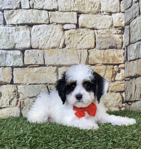 Photo of Mr. Sarge the F1B Micro Mini-Bernedoodle puppy