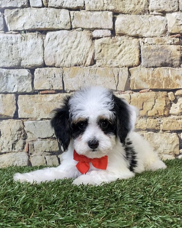 Photo of Mr. Sarge the F1B Micro Mini-Bernedoodle puppy