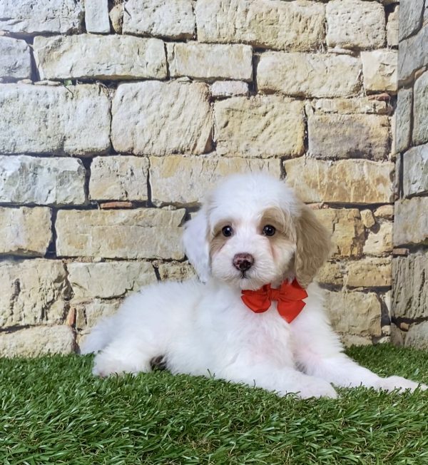 Photo of Mr. Silas the F1B Micro Mini-Bernedoodle puppy