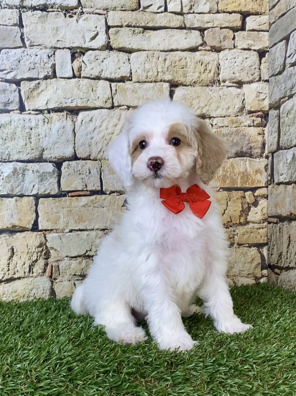 Photo of Mr. Silas the F1B Micro Mini-Bernedoodle puppy