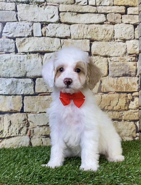 Mr. Silas the F1B Micro Mini-Bernedoodle puppy