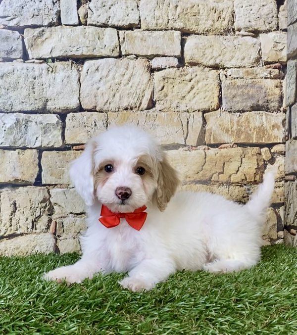 Photo of Mr. Silas the F1B Micro Mini-Bernedoodle puppy