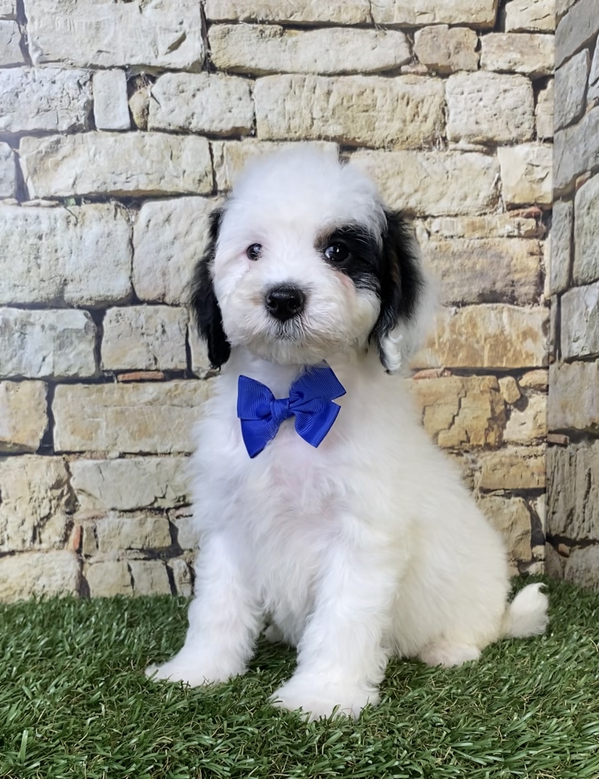 Photo of Mr. Smoke the F1B Micro Mini-Bernedoodle puppy