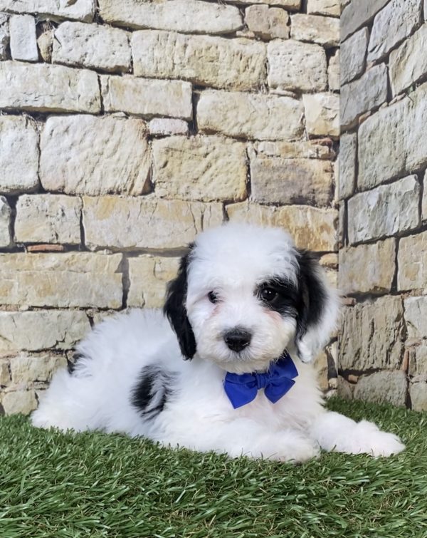 Photo of Mr. Smoke the F1B Micro Mini-Bernedoodle puppy