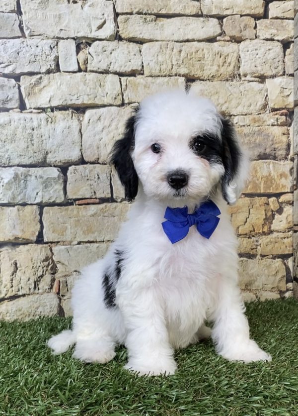 Photo of Mr. Smoke the F1B Micro Mini-Bernedoodle puppy