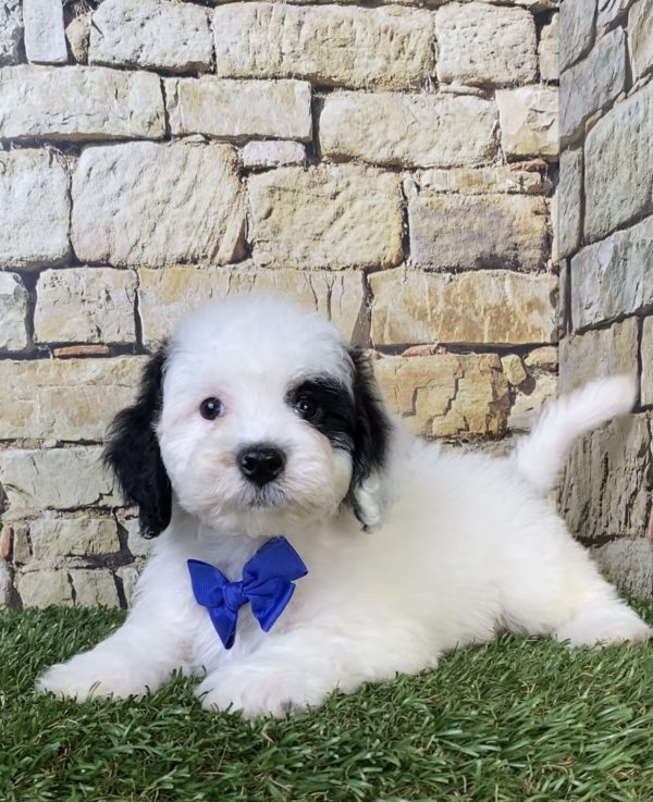 Photo of Mr. Smoke the F1B Micro Mini-Bernedoodle puppy