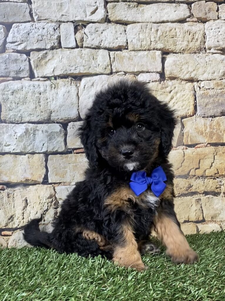 Photo of Mr. Teddy the F1B Micro Mini-Bernedoodle puppy
