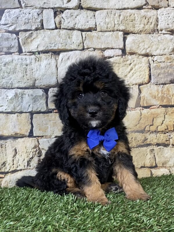 Photo of Mr. Teddy the F1B Micro Mini-Bernedoodle puppy