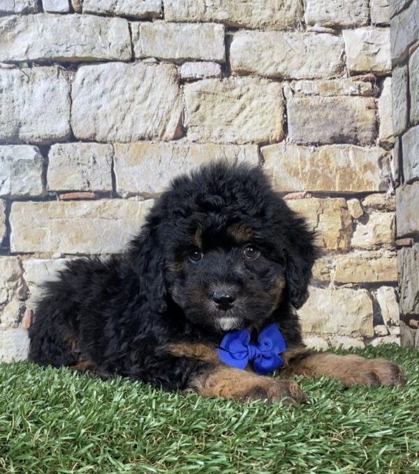 Photo of Mr. Teddy the F1B Micro Mini-Bernedoodle puppy