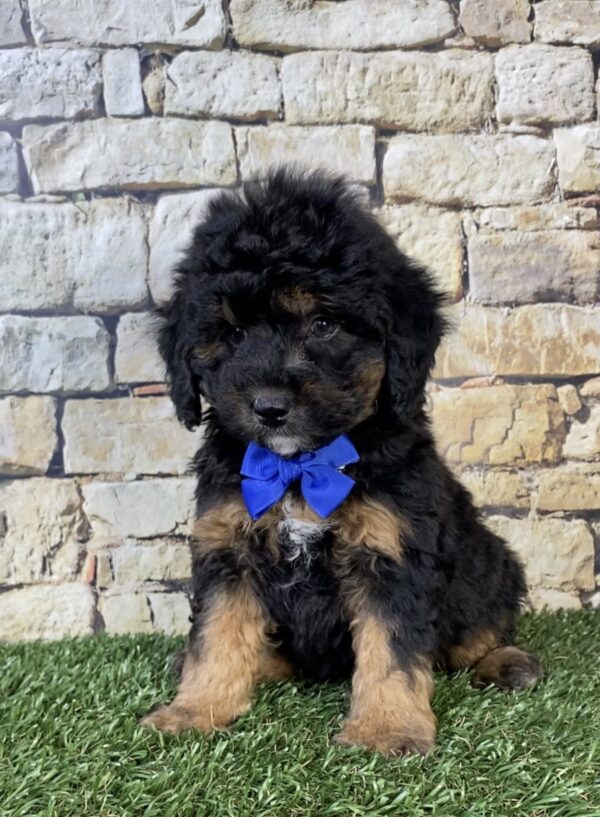 Photo of Mr. Teddy the F1B Micro Mini-Bernedoodle puppy