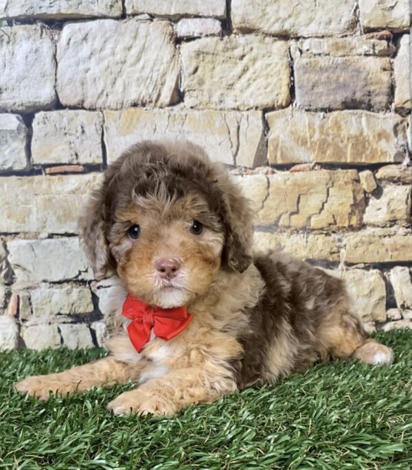 Photo of Mr. Trevor the F1B Micro Mini-Bernedoodle puppy