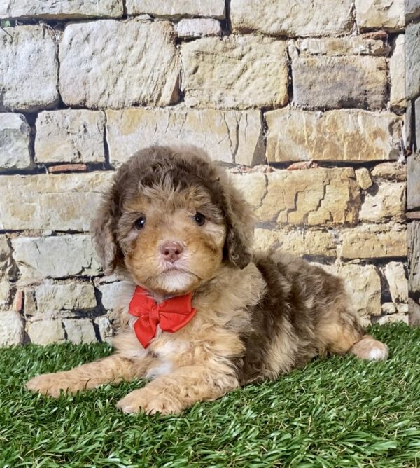Photo of Mr. Trevor the F1B Micro Mini-Bernedoodle puppy