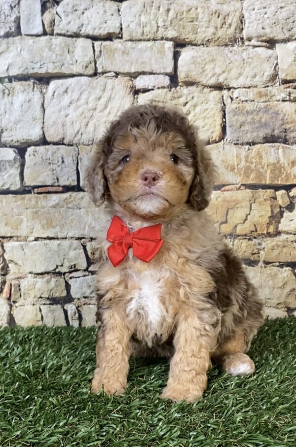 Photo of Mr. Trevor the F1B Micro Mini-Bernedoodle puppy