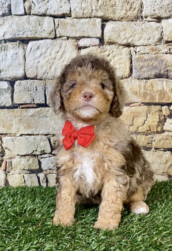 Photo of Mr. Trevor the F1B Micro Mini-Bernedoodle puppy