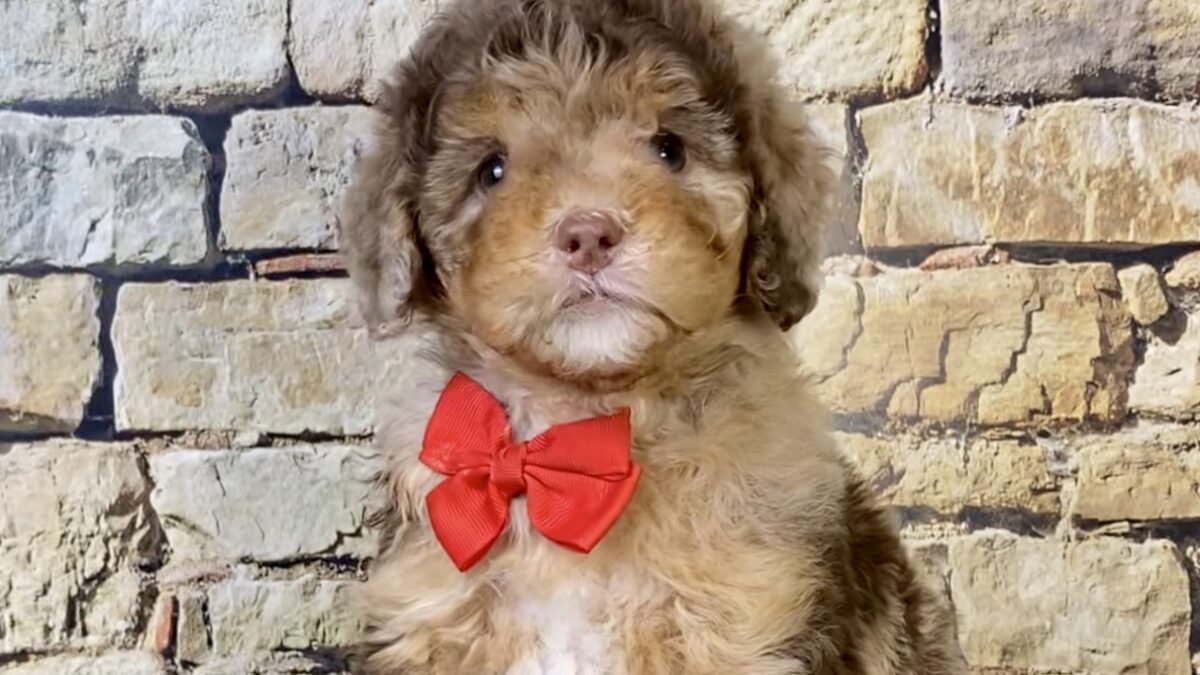 Mr. Trevor The Chocolate Merle F1B Mini-Bernedoodle | The Bernedoodles