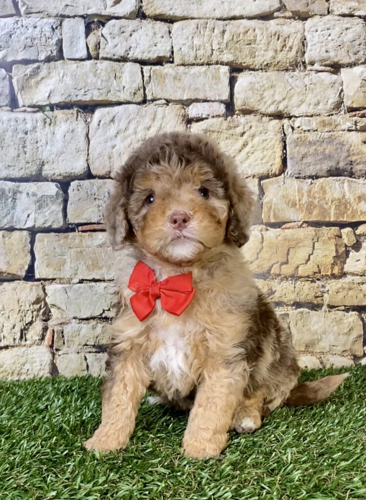Photo of Mr. Trevor the F1B Micro Mini-Bernedoodle puppy
