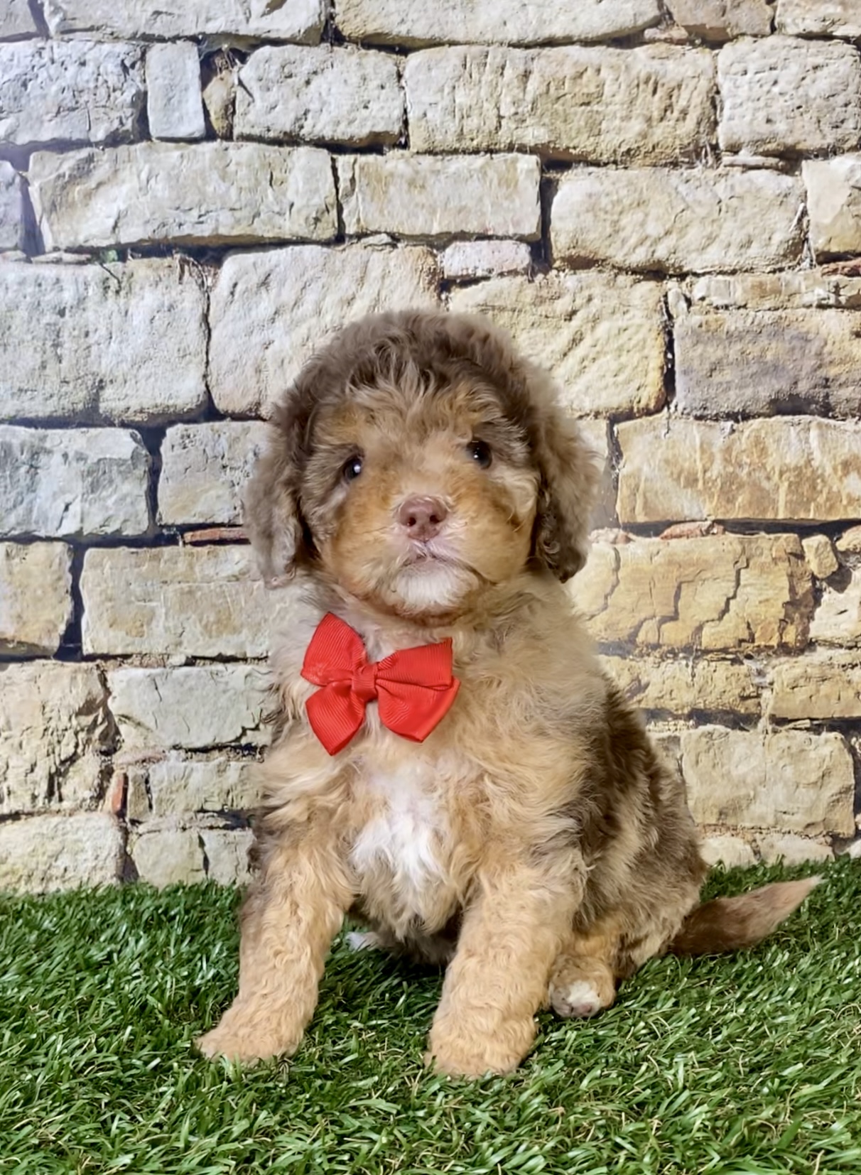 Photo of Mr. Trevor the F1B Micro Mini-Bernedoodle puppy