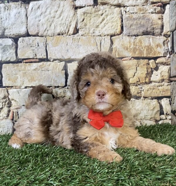 Photo of Mr. Trevor the F1B Micro Mini-Bernedoodle puppy