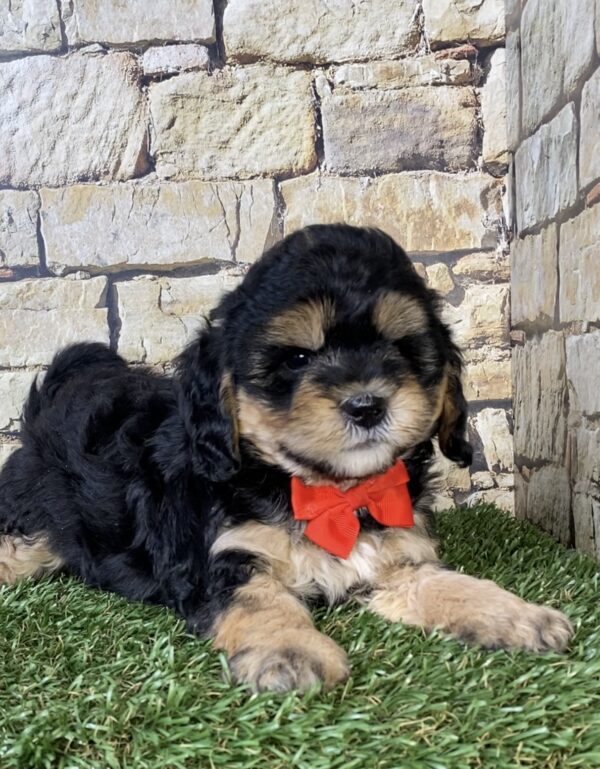 Mr. Tyler the F1B Micro Mini-Bernedoodle puppy