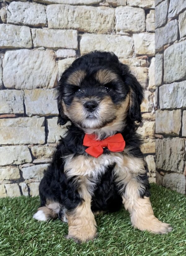 Photo of Mr. Tyler the F1B Micro Mini-Bernedoodle puppy