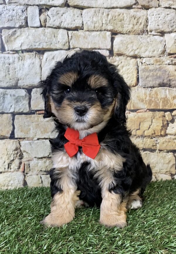 Photo of Mr. Tyler the F1B Micro Mini-Bernedoodle puppy