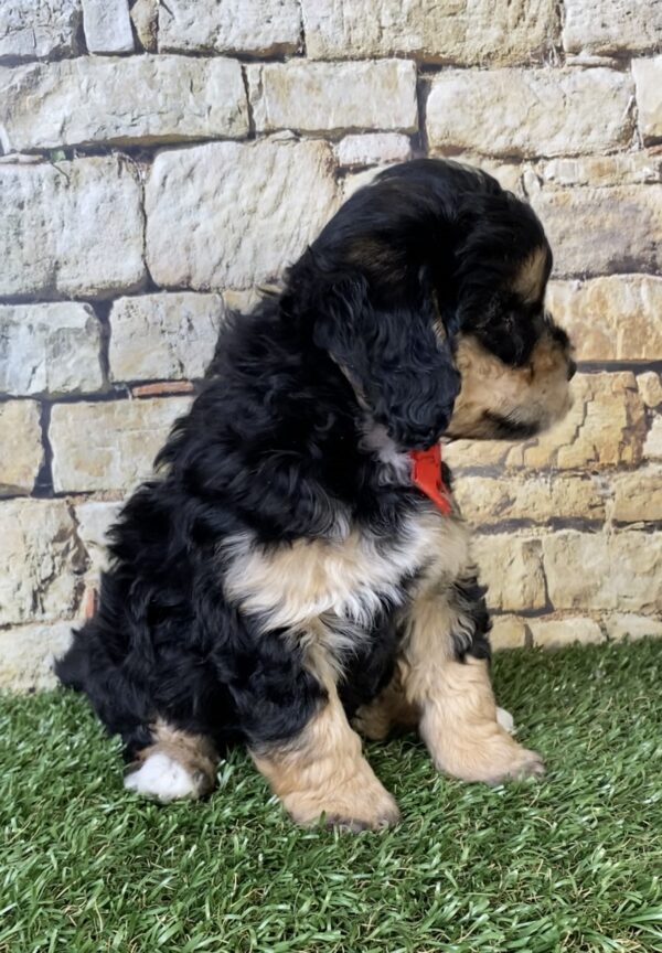 Photo of Mr. Tyler the F1B Micro Mini-Bernedoodle puppy