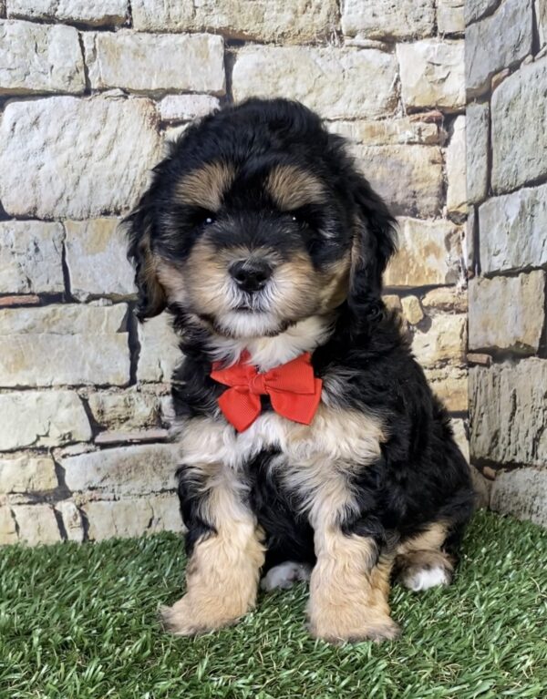 Photo of Mr. Tyler the F1B Micro Mini-Bernedoodle puppy