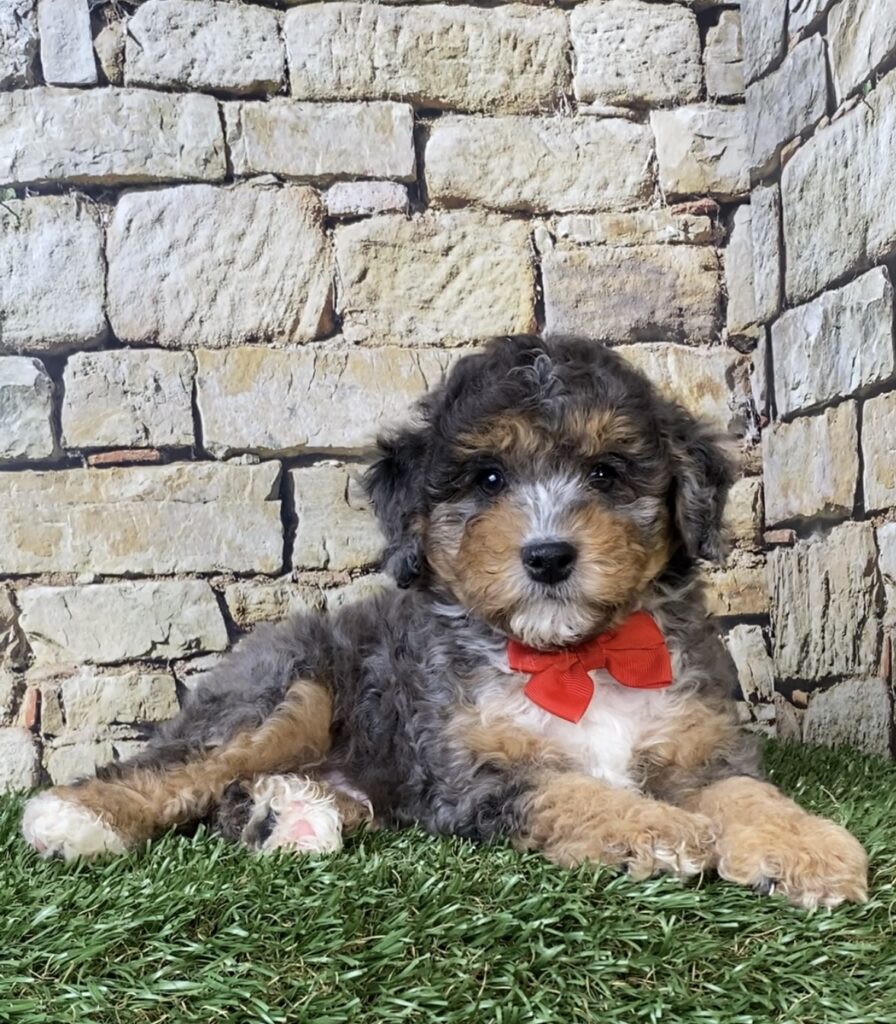 Photo of Mr. Wade the F1B Micro Mini-Bernedoodle puppy