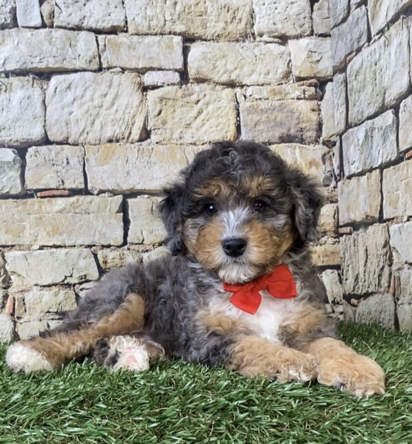 Photo of Mr. Wade the F1B Micro Mini-Bernedoodle puppy