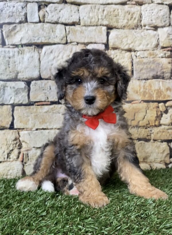 Photo of Mr. Wade the F1B Micro Mini-Bernedoodle puppy