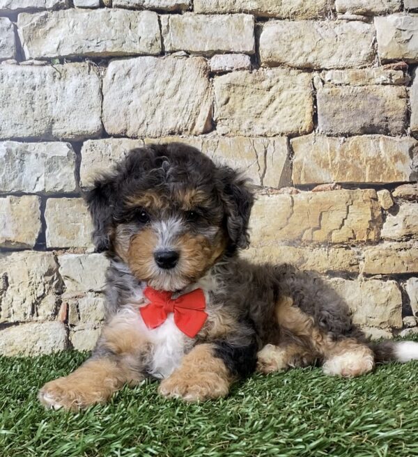 Photo of Mr. Wade the F1B Micro Mini-Bernedoodle puppy